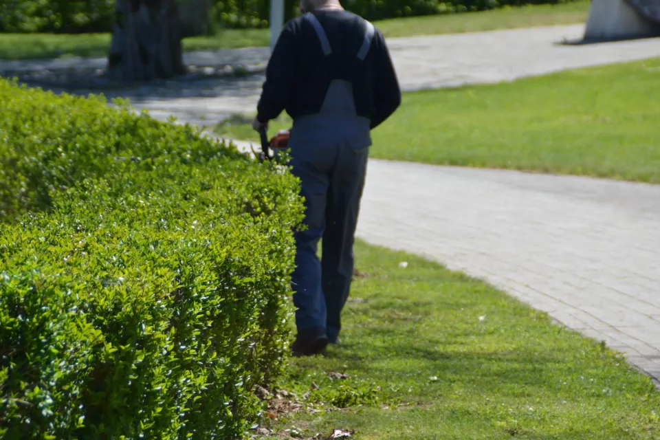 Rear view of man trimming the hedge